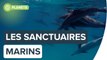 Des sanctuaires marins pour animaux en danger | Futura