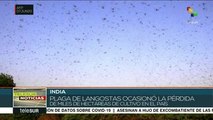Plaga de langostas destruye cosechas en India