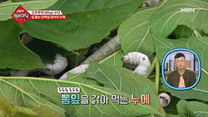 오디뿐만 아니라 뽕잎을 따는 이유