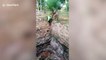 Firefighters rescue peacock from 24-metre-deep well in southern India