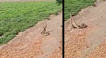 तीन सांपों के बाद गुजरात में अब प्रणय करते दिखी 2 सांपों की जोड़ी, किसान ने बनाया वीडियो