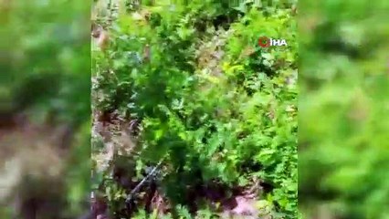 Takıldığı tellerden kurtulan ayı korku dolu anlara neden oldu