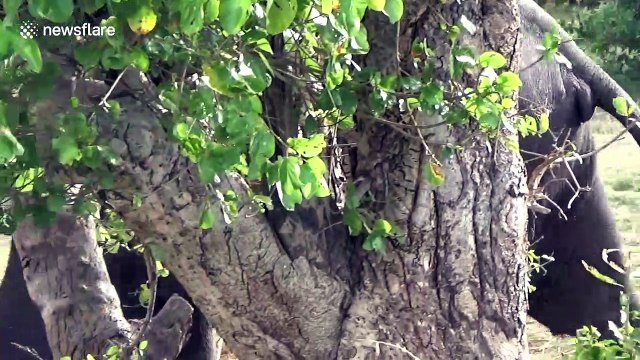 Wild elephants spotted with contagious skin disease in Sri Lanka, further outbreak feared