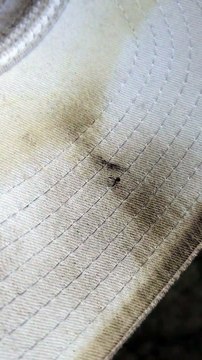 Entre le scorpion et la tique cet insecte est terrifiant