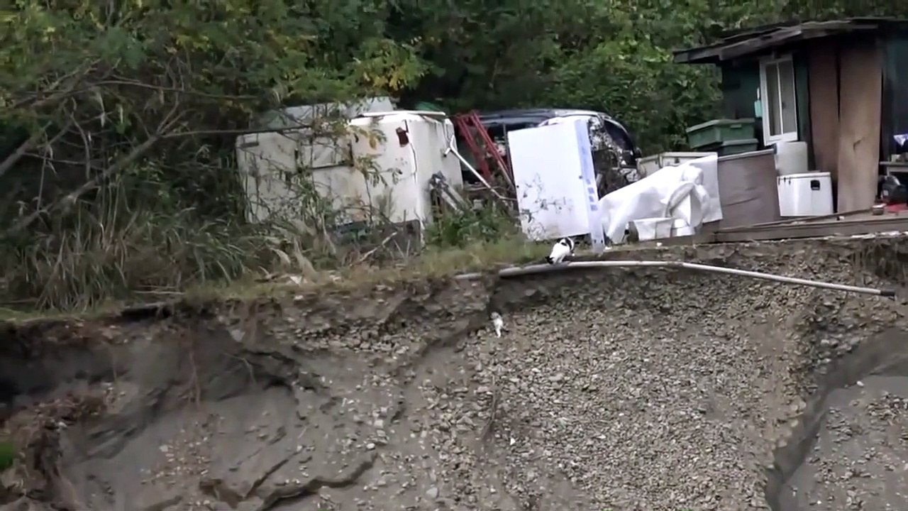 Cette maman chat fait tout pour sauver son chaton