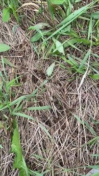 Des abeilles tuées par un mélange d'herbicides à Saint-Stanislas-de-Kostka