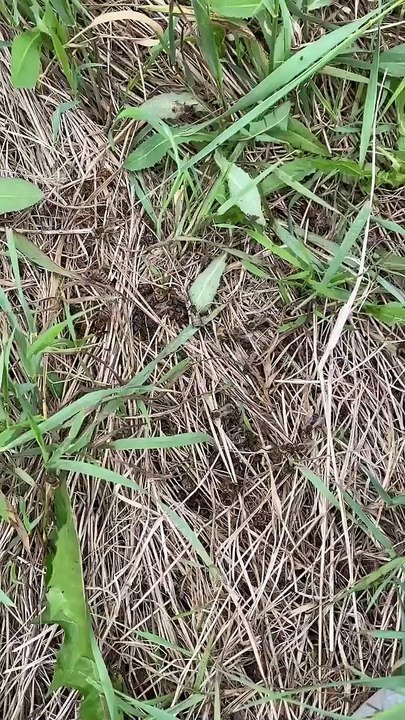 Des abeilles tuées par un mélange d'herbicides à Saint-Stanislas-de-Kostka