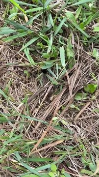 Des abeilles tuées par un mélange d'herbicides à Saint-Stanislas-de-Kostka