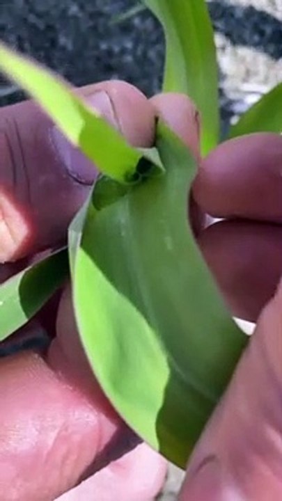 Des abeilles tuées par un mélange d'herbicides à Saint-Stanislas-de-Kostka