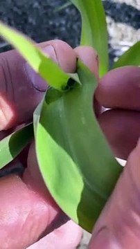 Des abeilles tuées par un mélange d'herbicides à Saint-Stanislas-de-Kostka