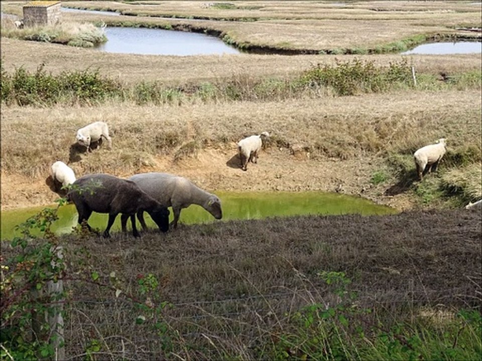 Moutons