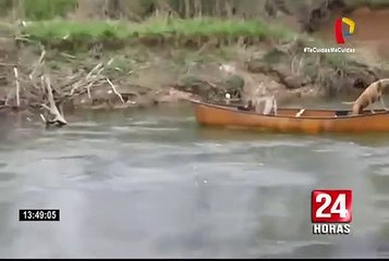 Perrito salvó a sus compañeros que iban a ser arrastrados por río