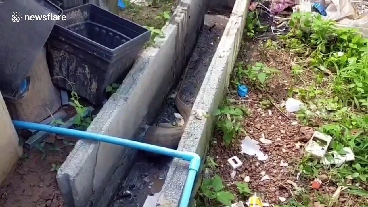 Wild monitor lizard rescued after getting its head stuck in drain pipe in Thailand