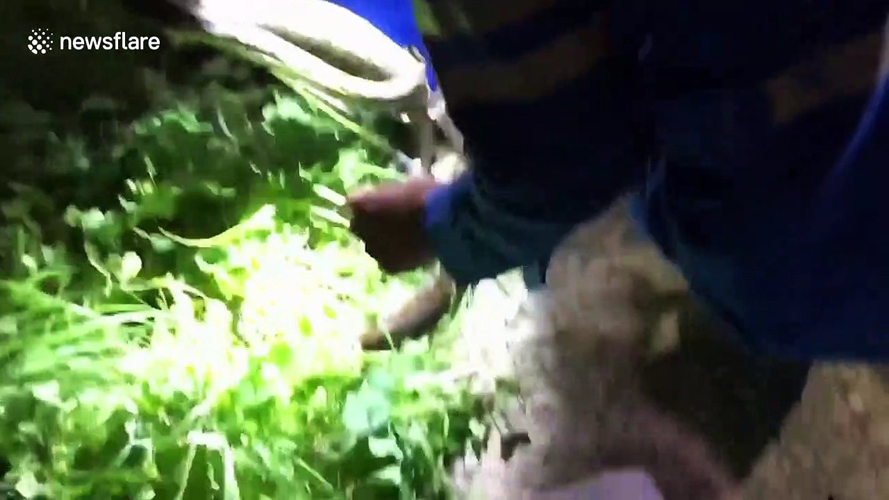 Injured python with infestation of ticks given operation on roadside in Thailand