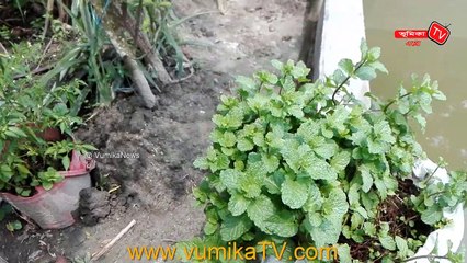 প্লাস্টিক বস্তায় পুদিনা পাতা চাষের সহজ পদ্ধতি । ভূমিকা এগ্রো নিউজ