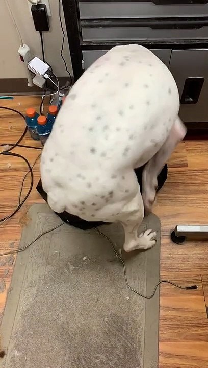 Dog Trying to Squeeze into a Small Bag