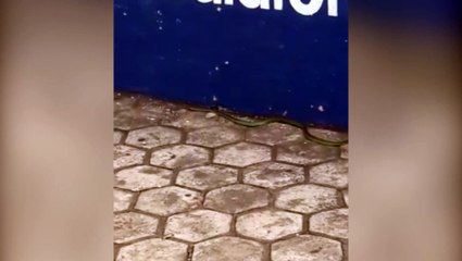 Cobra é encontrada na Rua Pernambuco, no Centro