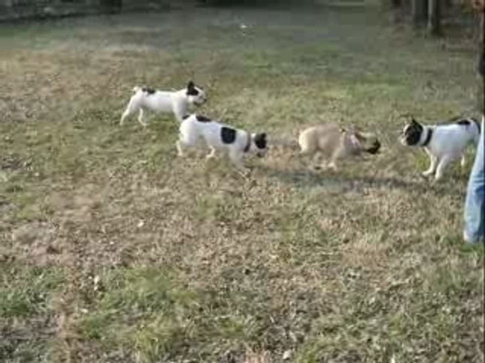 rencontre bouledogue de grenoble avec les lyonnais