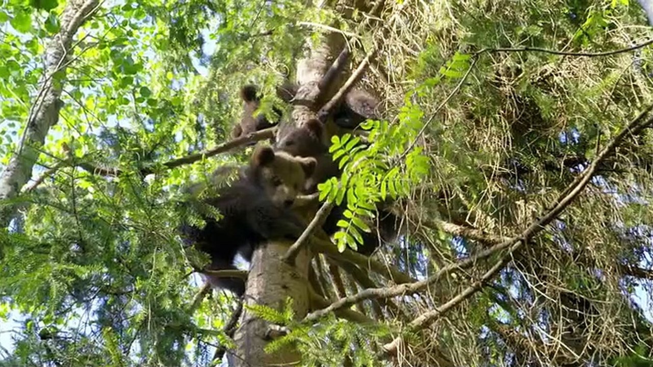Grizzly Bear Cubs And Me S01E01 part 2/2