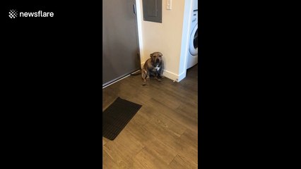 Muscular bully dog is smiling and blushing because she's a 'pretty girl"