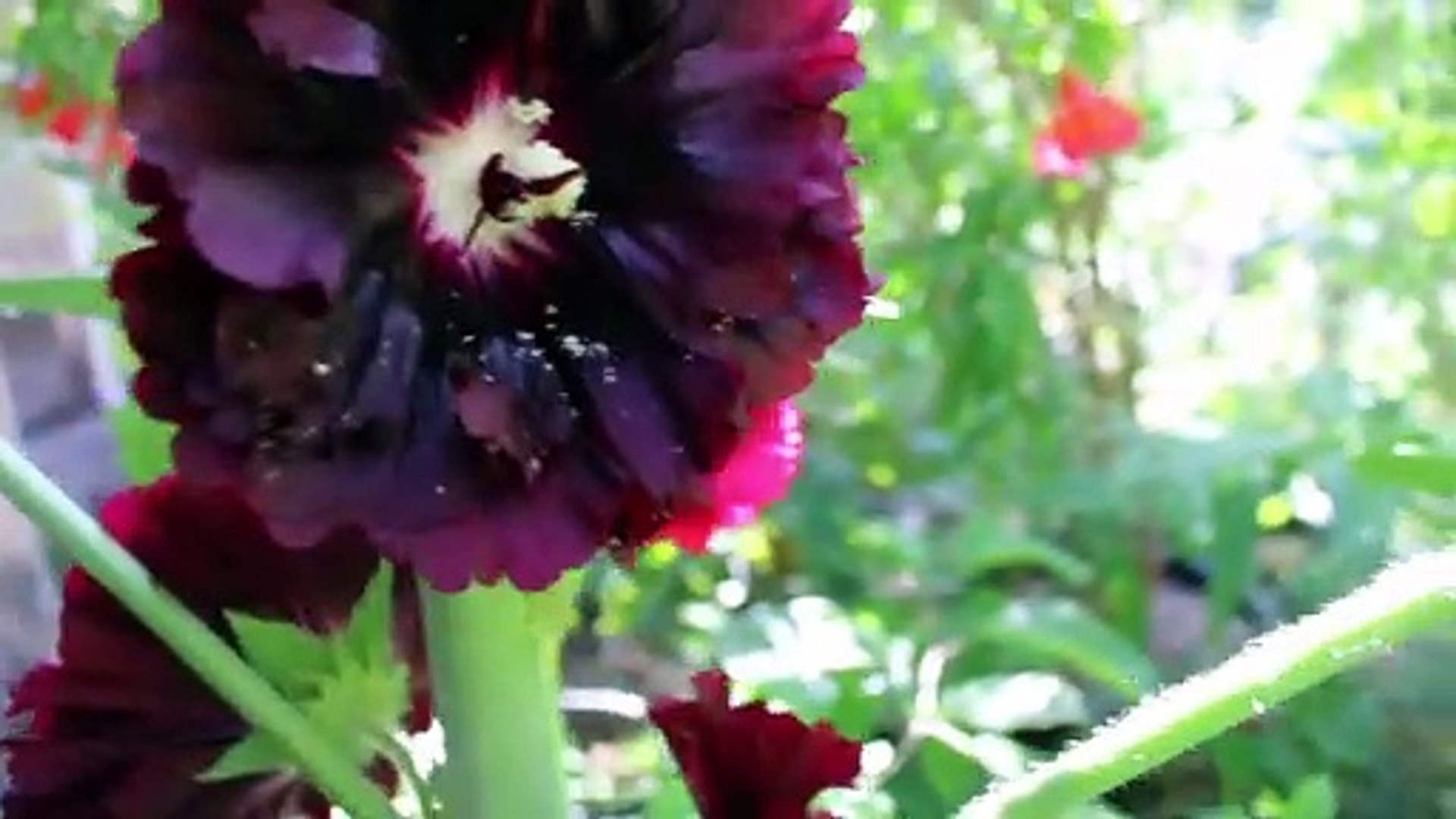 Flores Guindas de Las Baras - Vídeo Dailymotion