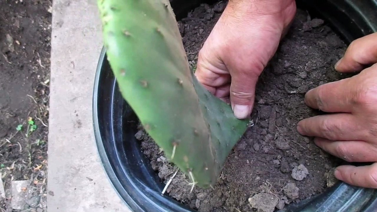 Como Plantar Nopales Para que No Se Pudran