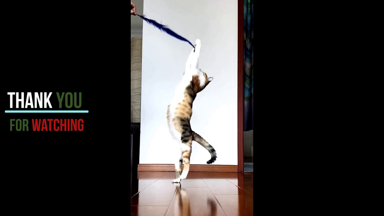 Laughter does not stop with funny and cute cats compilation #funny animal2020 # 13