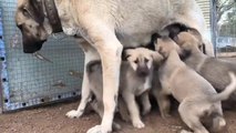 ANADOLU COBAN KOPEGi YAVRULARI KAHVALTI - ANATOLiAN SHEPHERD DOG BREAKFAST