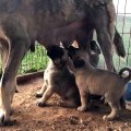 SiVAS KANGAL KOPEGi YAVRULARI SABAH KAHVALTISINDA - KANGAL DOG PUPPiES BREAKFAST