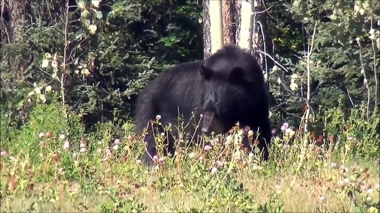 Black Bear And Her Baby_IG 2005