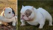 AMERICAN BULLY PUPPIES _ EXOTIC BULLY DOG _ MOST BEAUTIFUL EXOTIC BULLY IN THE WORLD