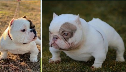 AMERICAN BULLY PUPPIES _ EXOTIC BULLY DOG _ MOST BEAUTIFUL EXOTIC BULLY IN THE WORLD