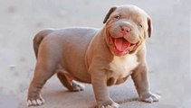 Top Cute American Bully and Pitbull - Funny American Bully puppies Compilation