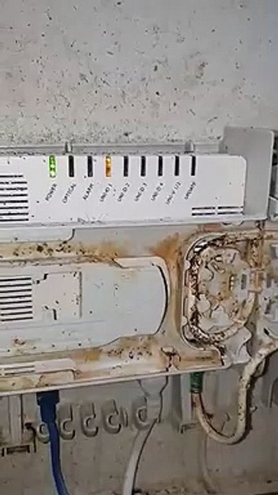 Infestation of German cockroach in Your Home? Call Us Today!