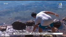 Moorea, la chasse aux déchets