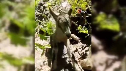 Annelerini bekleyen yavru dağ keçilerine poğaça ikramı