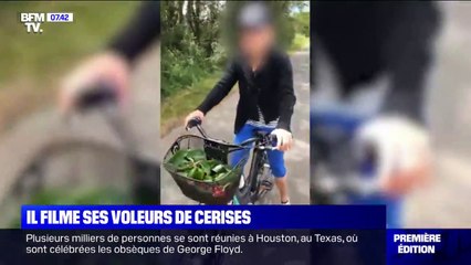 Un agriculteur intercepte ses voleurs de cerises dans la Drôme et filme la scène