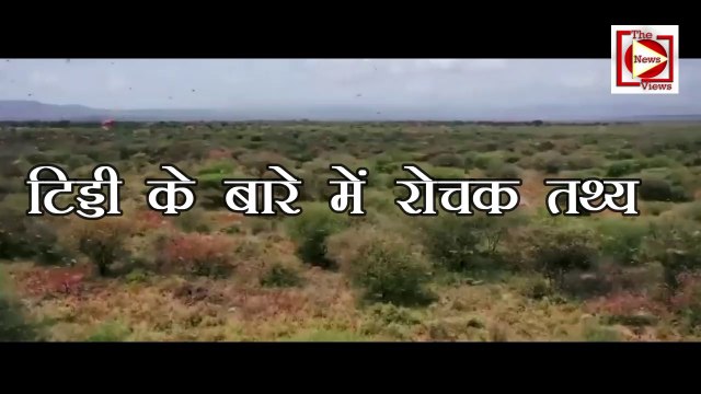 टिड्डियों के बारे में जानिए रोचक तथ्य | Facts about Locusts