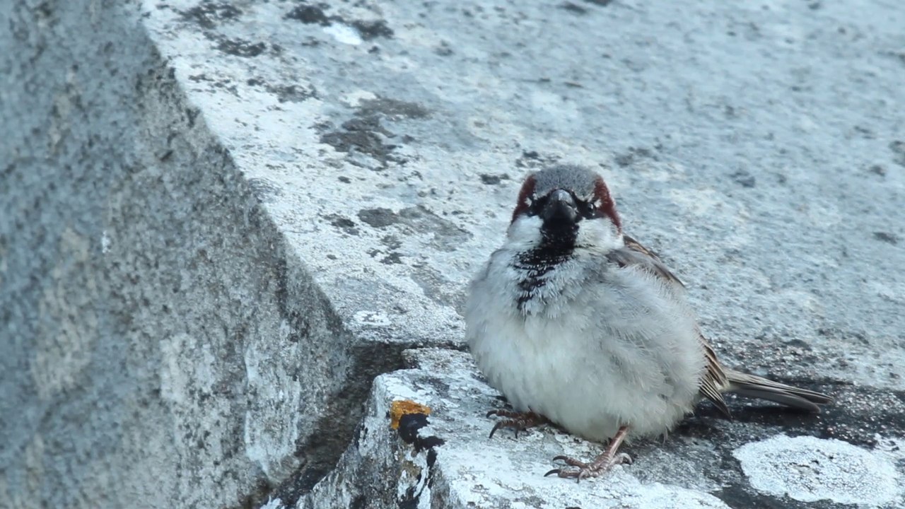 [CITE DES PAYSAGES] - Le moineau domestique pendant les travaux de renovation