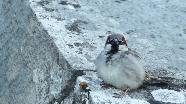 [CITE DES PAYSAGES] - Le moineau domestique pendant les travaux de renovation