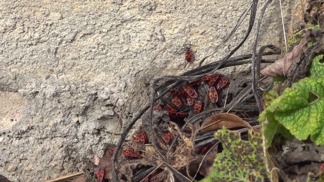 [CITE DES PAYSAGES] - La biodiversité sur les façades