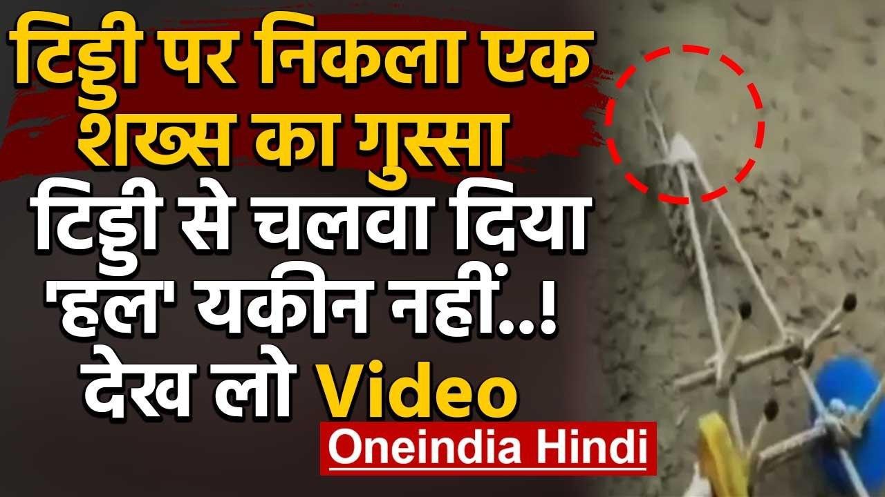 Locust Viral Video : टिड्डी पर निकला एक शख्स का गुस्सा, चलवा दिया हल, Watch Video  | वनइंडिया हिंदी