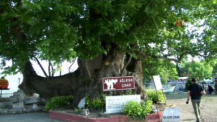 700 yıllık çınarın 97 yıldır dinmeyen kanlı gözyaşları