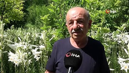 AK ZAMABAK NEREDE NASIL ÜRETİLİYOR?