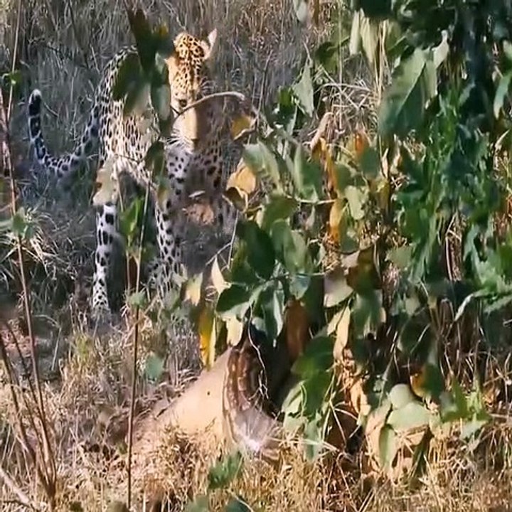 Panther trying to get Rid  from Python attack-Funny wild life video