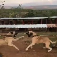 KANGALLARDAN YAKIN ve SERT ATISMA - SiVAS KANGAL DOG NeAR VS