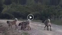 KANGALLAR KURT GOREVi BASINDA - ANATOlLiAN SHEPHERD KANGAL DOGS