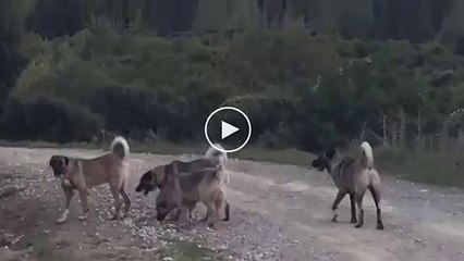 KANGALLAR KURT GOREVi BASINDA - ANATOlLiAN SHEPHERD KANGAL DOGS