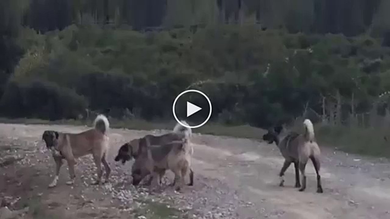KANGALLAR KURT GOREVi BASINDA - ANATOlLiAN SHEPHERD KANGAL DOGS