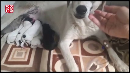 Hamile köpeği yaralayıp ölüme terk ettiler